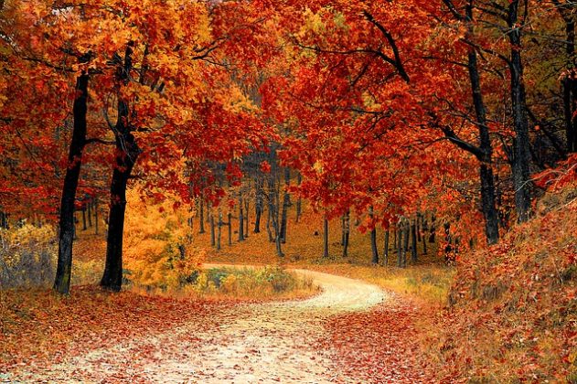 Free Hungarian lesson online: The months of the year | How to learn